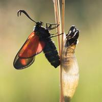 Five Spot Burnet Moth freshly emerged OLYMPUS DIGITAL CAMERA